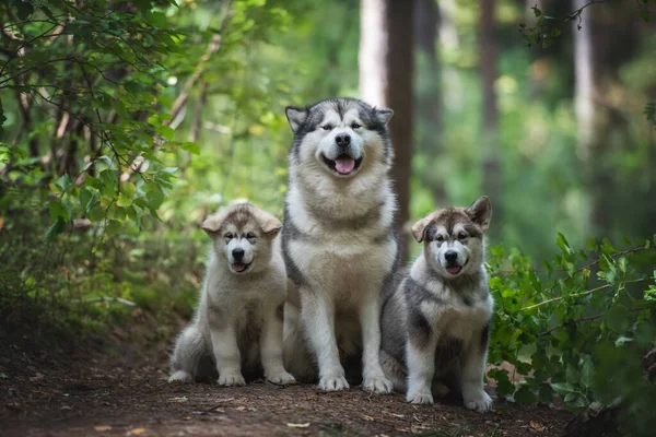 Retrato Hermoso Macho Alaska Malamute Con Cachorros — Foto de Stock