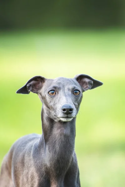 Porträtt Italiensk Greyhound — Stockfoto