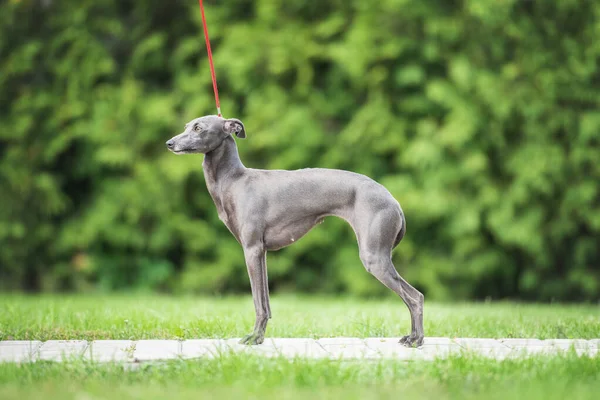 Portret Van Een Italiaanse Windhond — Stockfoto