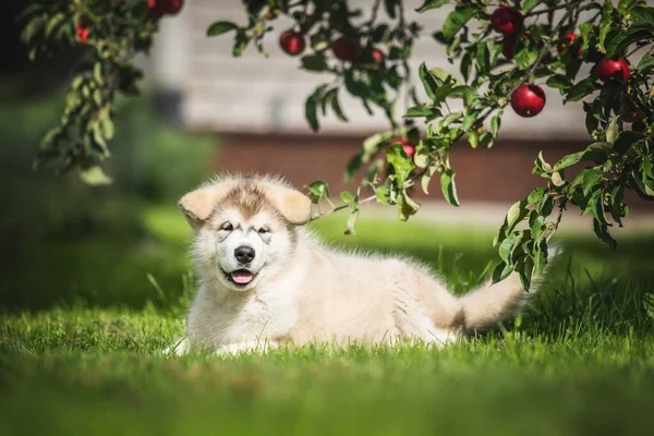 Retrato Cachorro Alaska Malamute —  Fotos de Stock