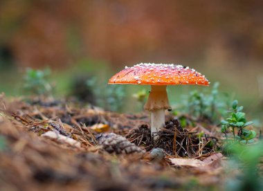 wschod slonca na tle lasu