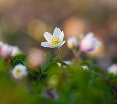 zawilec w porannym sloncu
