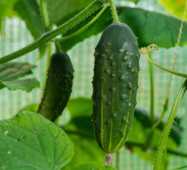 Ogrki kiszone salatalıkları Korniszony