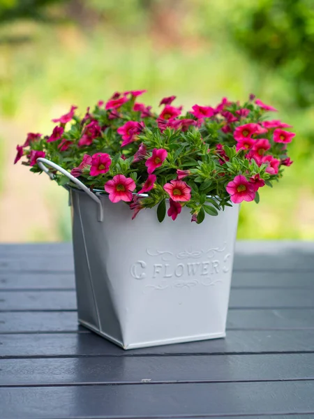 Surfinia Ogrodowa Ozdobna Petunia Balkonowe — Stock Photo, Image