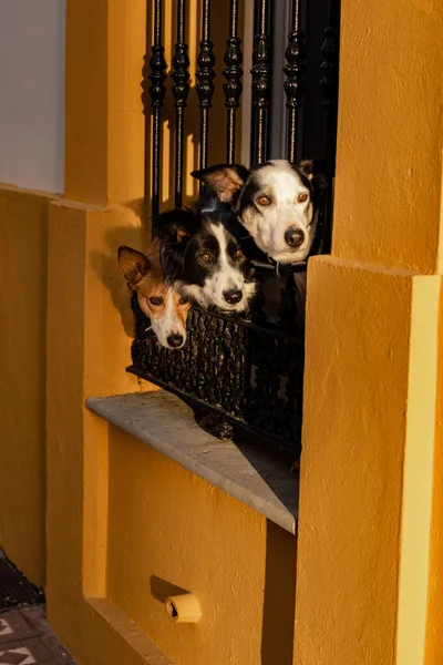 Üç köpek bir pencerede, sokakta aynı yöne bakıyor, evde oturuyor ve dik bir şekilde dışarı bakıyor..
