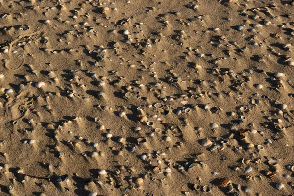 Deniz kabuklarının dokusu gün batımında kuma gömüldü.