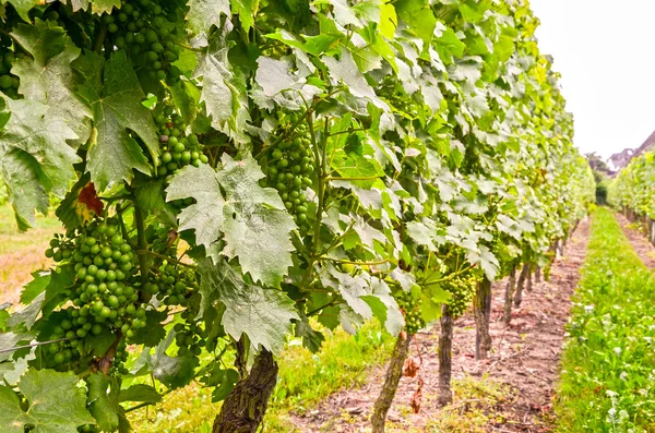 Виноград в винограднике летом - белый виноград во время роста — стоковое фото