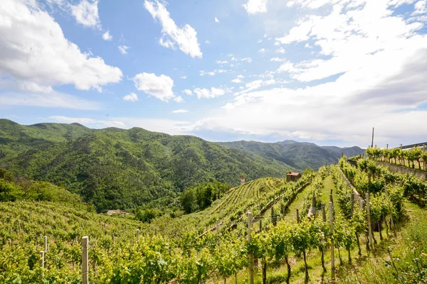 Heuvelachtig wijngaarden in de vroege zomer in Italië, Europa — Stockfoto