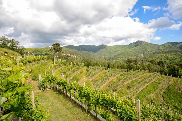 Heuvelachtig wijngaarden in de vroege zomer in Italië, Europa — Stockfoto