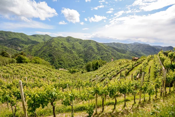 Heuvelachtig wijngaarden in de vroege zomer in Italië, Europa — Stockfoto