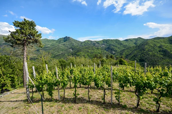 Erken yaz tepelik üzüm bağları İtalya, Europe