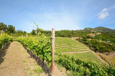 Toskana Franciacorta alanında İtalya Avrupa eski üzüm bağı