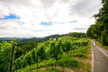Sonbahar, Avusturya Avrupa Güney Steiermark şarap Road üzüm bağları