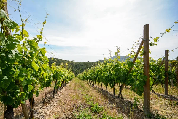 Stare winnice w obszarze uprawy winorośli Toskania, Włochy Europy — Zdjęcie stockowe