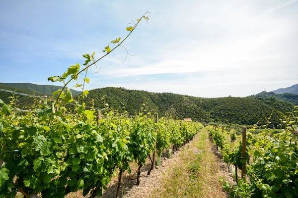 Vinha velha na área vinícola da Toscana, Itália Europa — Fotografia de Stock