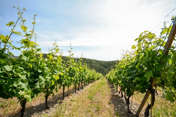 Stará vinice v oblasti vinařské Toskánsko, Itálie Evropa — Stock fotografie