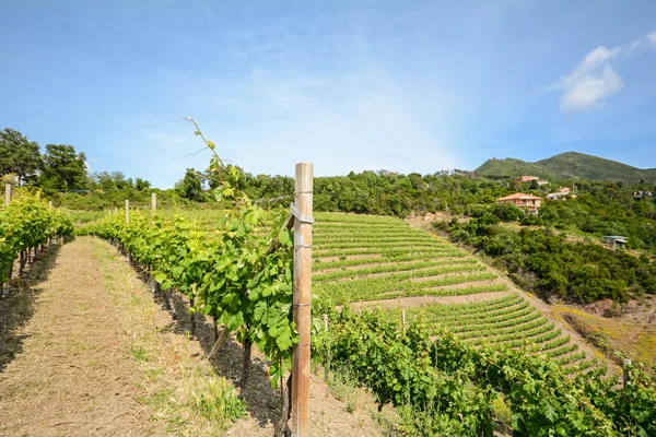 Toskana Franciacorta alanında İtalya Avrupa eski üzüm bağı