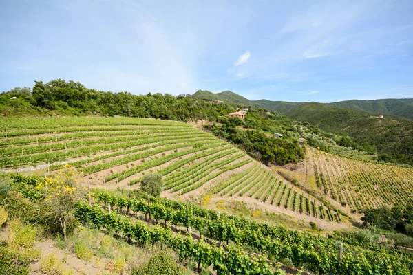 Oude wijngaard in de Toscane wijnbouw gebied, Italy Europa — Stockfoto