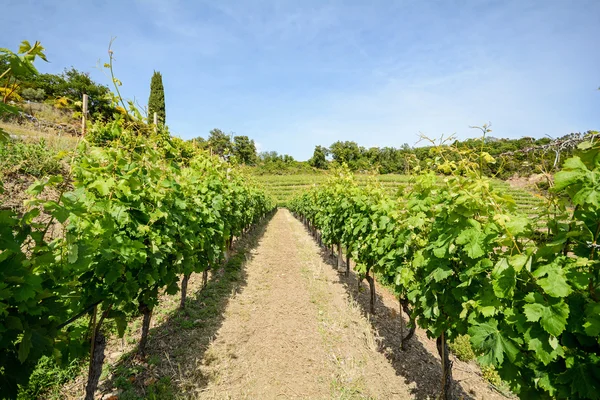 Vinha velha na área vinícola da Toscana, Itália Europa — Fotografia de Stock