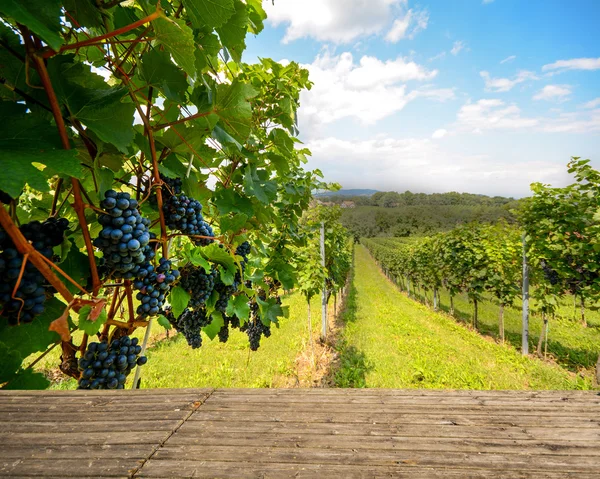 Banco de madeira em vinha, uvas de vinho tinto no outono antes da colheita — Fotografia de Stock