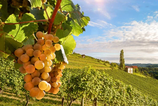 Vecchi Vigneti Con Uve Bianche Nella Regione Vinicola Toscana Vicino — Foto Stock