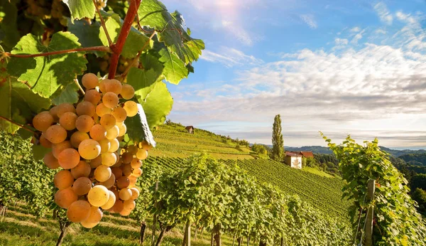 Winnice Winorośli Winnicy Wzdłuż Drogi Wina Wieczornym Słońcu Włochy Toskania — Zdjęcie stockowe