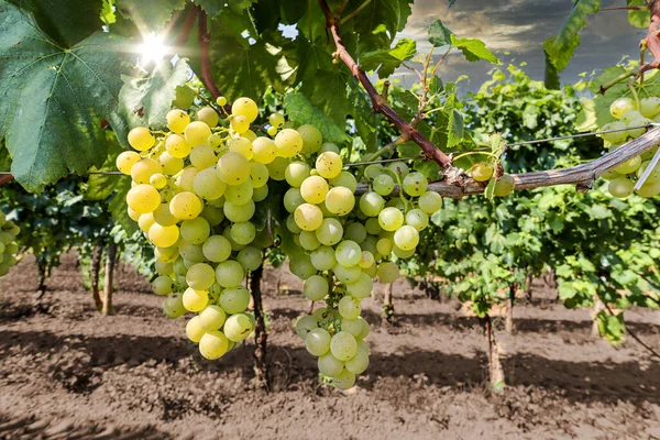 Uvas Vinho Branco Uma Vinha Perto Uma Adega Antes Colheita — Fotografia de Stock
