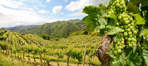 Hilly Vinice Červenými Vinnými Hrozny Blízkosti Vinařství Začátku Léta Itálii — Stock fotografie