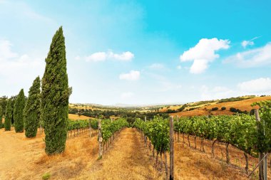 Kırmızı şarap üzümlü üzüm bağları ve tarımsal tarlaları ve şaraphanesi olan tipik Toskana manzarası, Tuscany İtalya 'nın Chianti bölgesinde yeni şişelenmiş şarabın tadına bakmak.