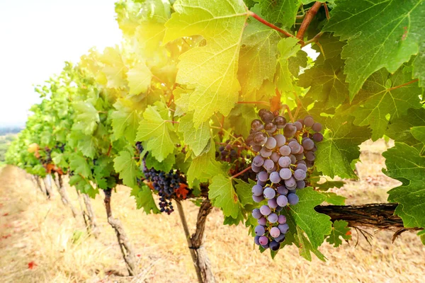 位于意大利托斯卡纳市Chianti地区的一座老葡萄园里的桑乔维亚葡萄 俯瞰着红葡萄酒葡萄园和意大利托斯卡纳市附近农田的典型托斯卡纳风景 — 图库照片