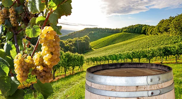 Подивіться Виноградники Червоним Вином Типовим Тосканським Ландшафтом Сільськогосподарськими Полями Виноробством — стокове фото