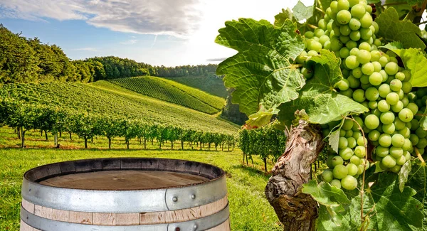Utsikt Över Vingårdar Med Röda Vindruvor Och Typiskt Toskansk Landskap — Stockfoto