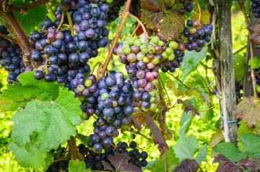 Red wine: Vine with grapes just before harvest, Cabernet Sauvignon grapevine in an old vineyard near a winery clipart