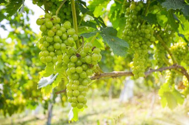 Beyaz şarap: Hasattan hemen önce üzümlü şarap, Sauvignon Blanc üzüm bağının yakınındaki eski bir üzüm bağında