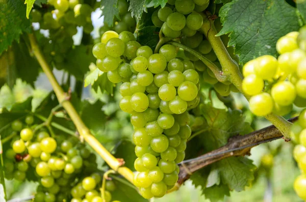 Witte Wijn Wijnstok Met Druiven Net Voor Oogst Sauvignon Blanc — Stockfoto