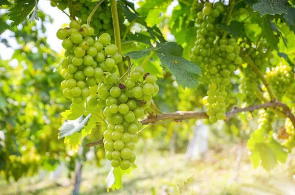 Vinho Branco Videira Com Uvas Pouco Antes Vindima Videira Sauvignon — Fotografia de Stock