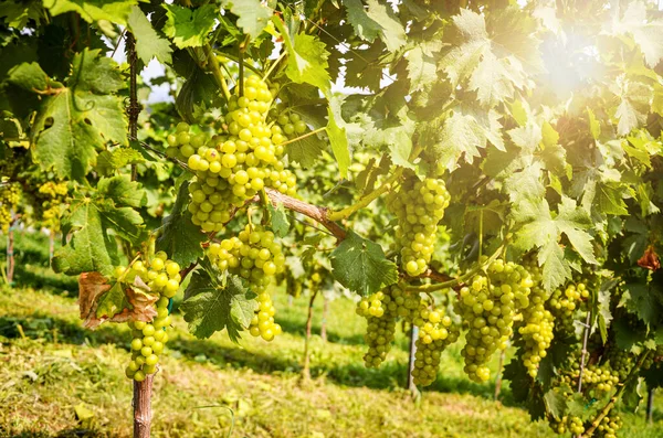 Wino Białe Wino Winogronami Tuż Przed Zbiorami Winorośl Sauvignon Blanc — Zdjęcie stockowe
