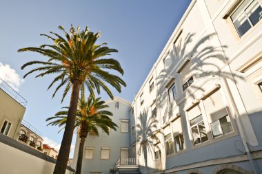 Palmiye ağaçları tarihsel Bairro Alto Mahallesi, Lizbon Portekiz ile avlu