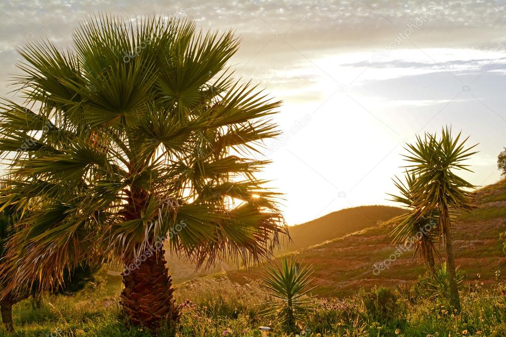 Palm tree in a mediterranean landscape in the evening sun, Portugal