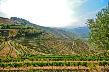 Douro Vadisi: Üzüm bağları ve zeytin ağaçları yakınındaki Pinhao, Portekiz