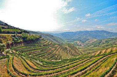 Douro Valley: Vineyards and small village near Peso da Regua, Portugal clipart