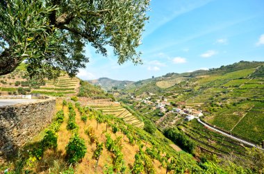 Douro Vadisi: Üzüm bağları ve küçük köyü yakınlarında Pezosu da Regua, Portekiz