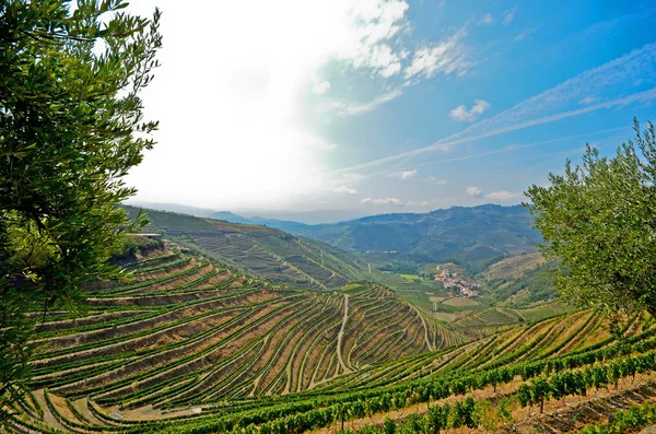 Vale do Douro: Vinhedos e oliveiras perto de Pinhao, Portugal — Fotografia de Stock