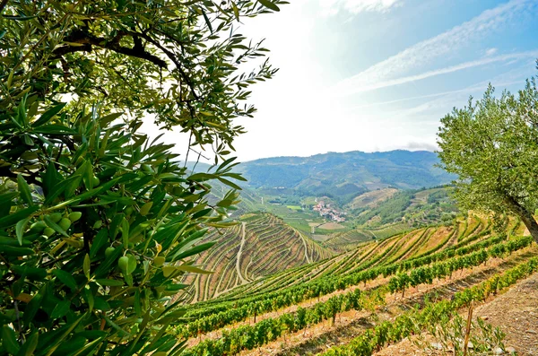 Douro Valley: Winnicami i drzewami oliwnymi w pobliżu Pinhão, Portugalia — Zdjęcie stockowe