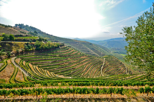Douro Valley: Vineyards and olive trees near Pinhao, Portugal