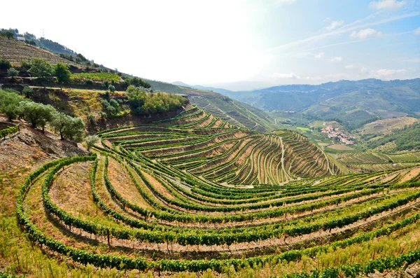 Douro Valley: Wijngaarden in de buurt van de rivier de Duero en Pinhao, Portugal — Stockfoto