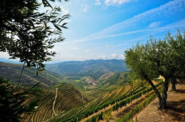 Douro Valley: Winnicami i drzewami oliwnymi w pobliżu Pinhão, Portugalia — Zdjęcie stockowe