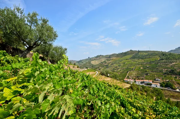 Douro Valley: Winnic i niewielkiej miejscowości w pobliżu: Peso da Régua, Portugalia — Zdjęcie stockowe
