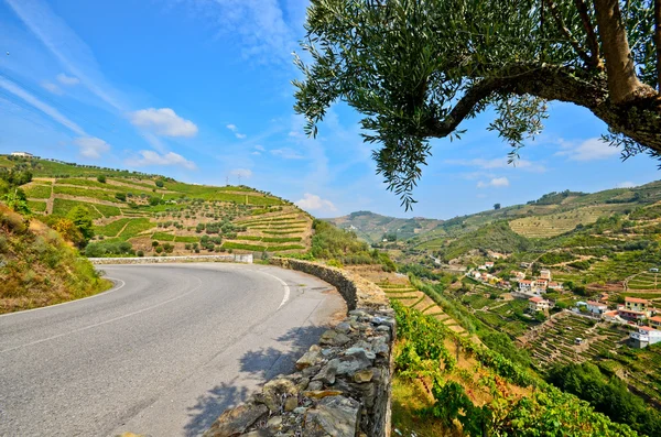 Douro Valley: Winnic i niewielkiej miejscowości w pobliżu: Peso da Régua, Portugalia — Zdjęcie stockowe