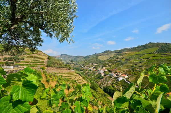 Vale do Douro: Vinhedos e pequena aldeia perto de Peso da Regua, Portugal — Fotografia de Stock